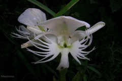 Platanthera susannae